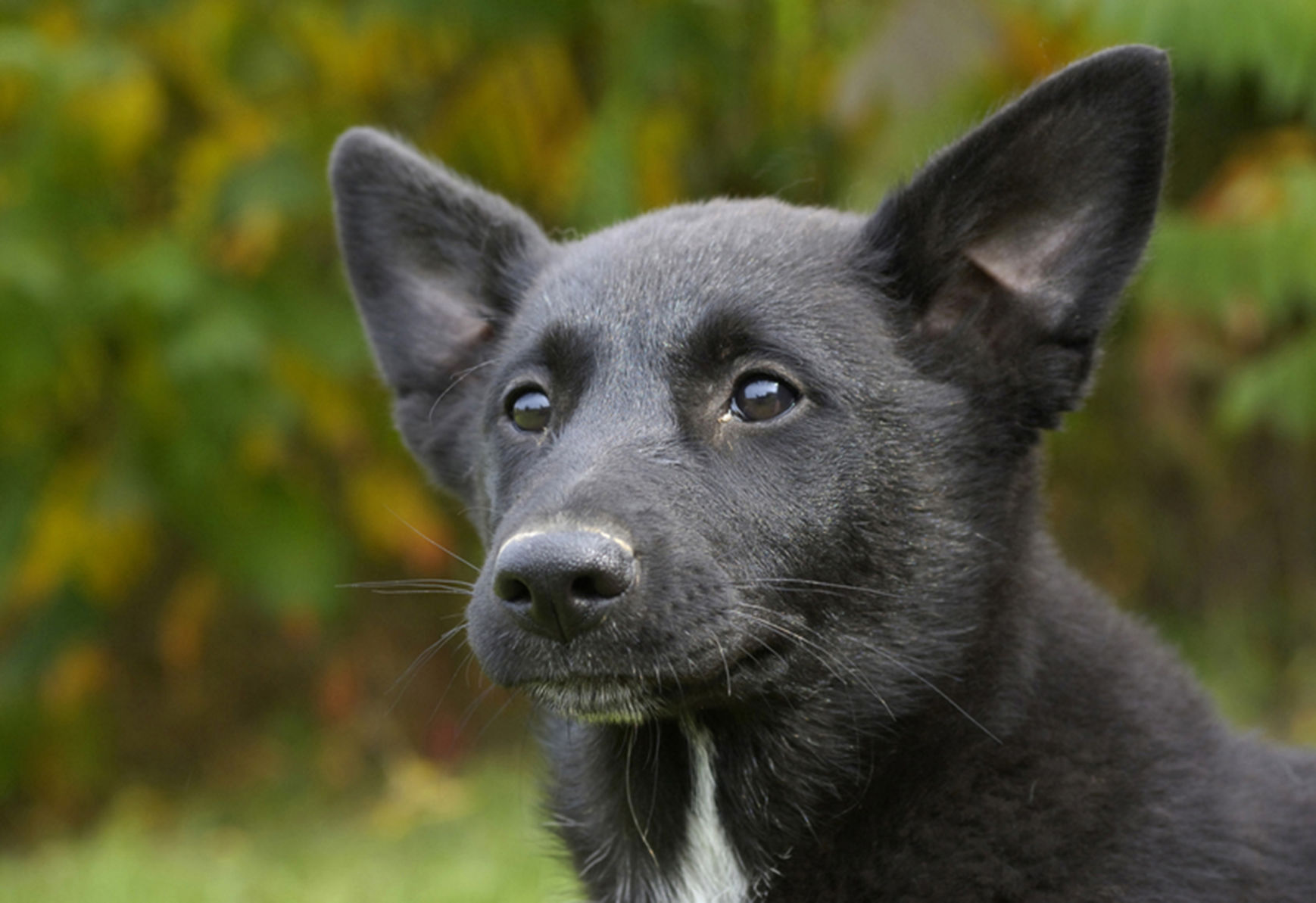 Canaan dog